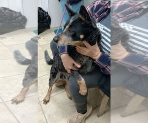 Mutt Dogs for adoption in Frenchburg, KY, USA