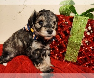 Schnauzer (Miniature) Puppy for sale in CONROE, TX, USA