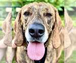 Small #21 Plott Hound Mix