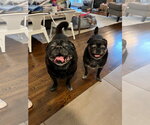 Small #2 Pug