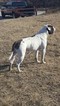 Small Photo #1 American Bulldog Puppy For Sale in SULPHUR, OK, USA