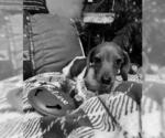 Small #5 Dachshund