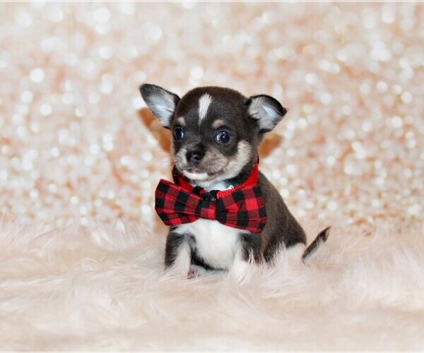 Medium Photo #96 Chihuahua Puppy For Sale in CHARLESTON, AR, USA