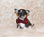 Small #6 Chihuahua