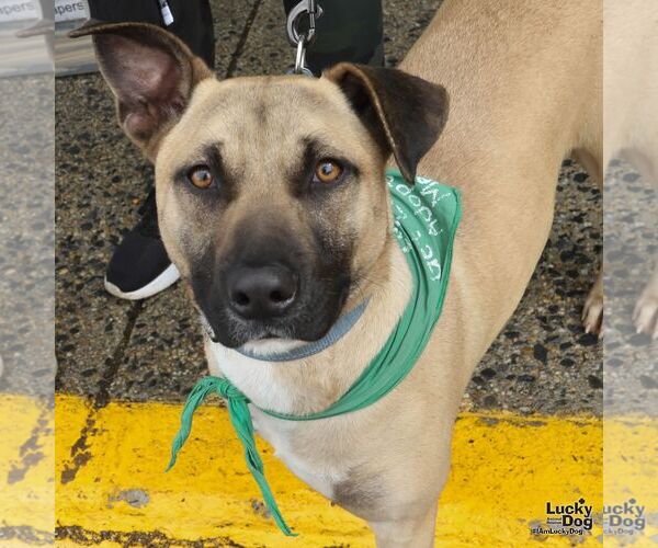 Medium Photo #2 Mutt Puppy For Sale in Washington, DC, USA