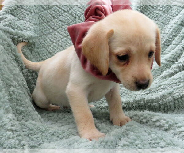 Medium Photo #2 Labrador Retriever Puppy For Sale in Grovertown, IN, USA