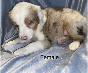 Australian Shepherd Puppy for sale in BEECH GROVE, IN, USA