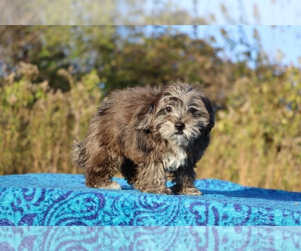 Medium Photo #28 ShihPoo Puppy For Sale in DYERSBURG, TN, USA