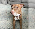 Small #1 Mutt
