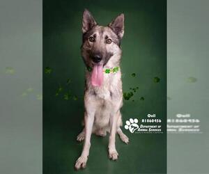 Siberian Husky Dogs for adoption in Riverside, CA, USA