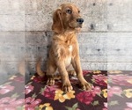 Small #12 Golden Retriever