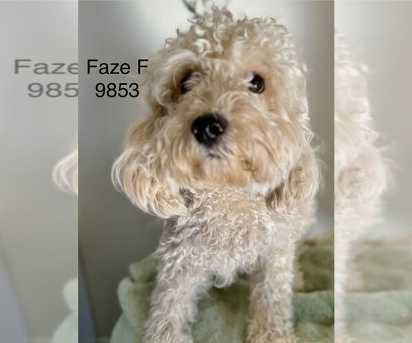 Medium Photo #1 Poodle (Miniature) Puppy For Sale in Studio City, CA, USA