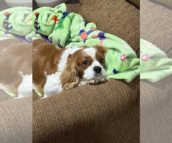 Medium Photo #2 Cavalier King Charles Spaniel Puppy For Sale in Sioux Falls, SD, USA