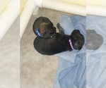 Small #21 Mastiff