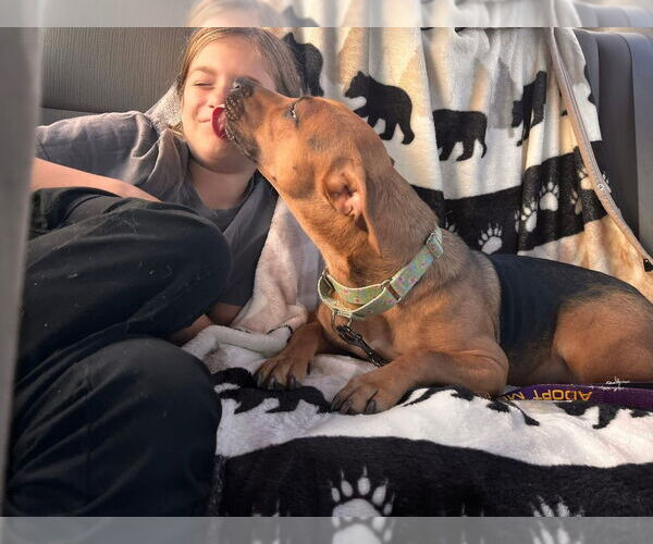 Medium Photo #4 Mutt Puppy For Sale in West Palm Beach, FL, USA