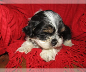 ShihPoo Puppy for sale in KALAMAZOO, MI, USA