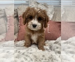 Puppy 1 Cavapoo