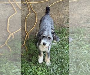 Mother of the Aussiedoodle puppies born on 11/19/2025