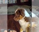 Small #5 Australian Shepherd