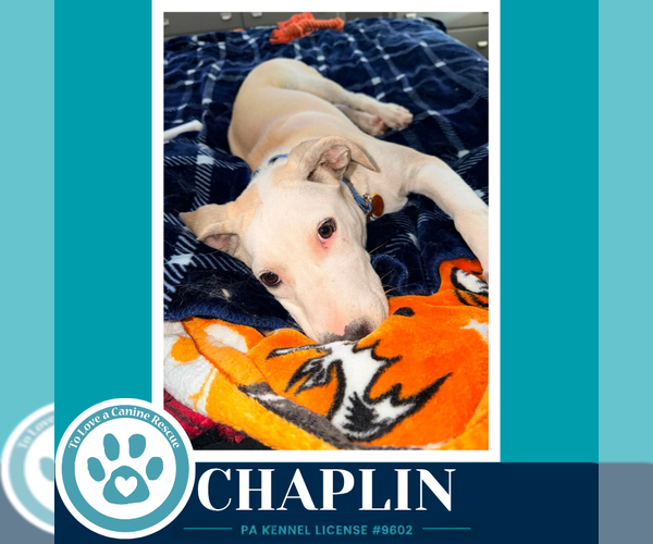 Medium Photo #3 Labrador Retriever-Unknown Mix Puppy For Sale in Kimberton, PA, USA