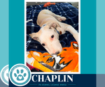 Small #2 Labrador Retriever Mix