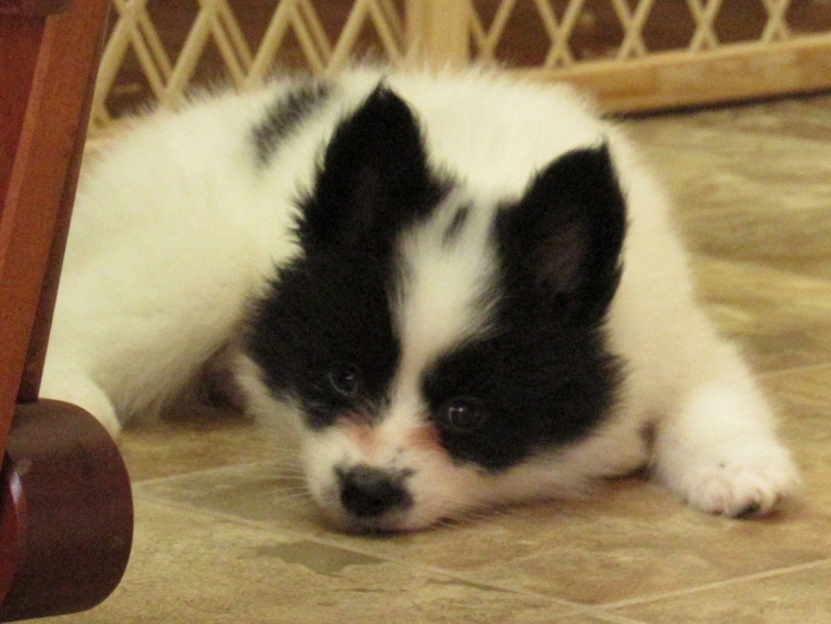 Medium Photo #1 Alaskan Klee Kai Puppy For Sale in SEBRING, FL, USA