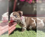 Small Photo #18 Bulldog Puppy For Sale in LOS ANGELES, CA, USA