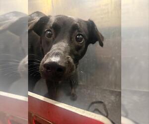 Labrador Retriever-Unknown Mix Dogs for adoption in San Antonio, TX, USA