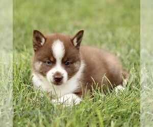Pomsky Puppy for sale in PARKESBURG, PA, USA