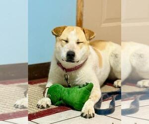 Mango - Female Red Heeler-Siberian Husky Mix Dog for Adoption - Photo #2