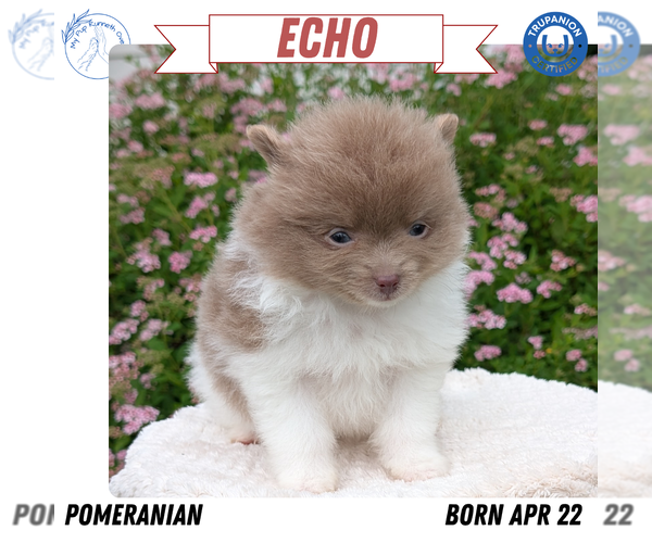 Medium Photo #11 Pomeranian Puppy For Sale in GOSHEN, IN, USA