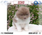 Small #10 Pomeranian