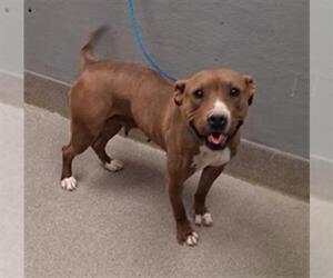 Mutt Dogs for adoption in Las Vegas, NV, USA