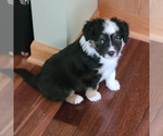 Small Photo #6 Miniature Australian Shepherd Puppy For Sale in GREENVILLE, MI, USA