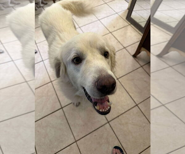 Medium Photo #1 Great Pyrenees Puppy For Sale in Houston, TX, USA