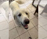 Small Great Pyrenees