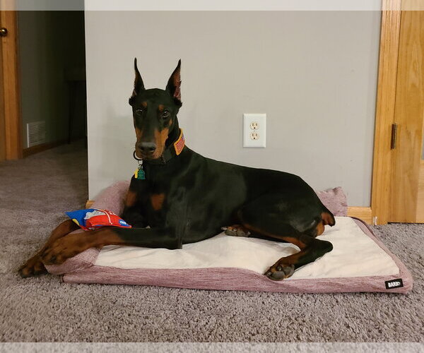 Medium Photo #14 Doberman Pinscher Puppy For Sale in Minneaoplis, MN, USA