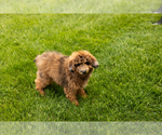Small Photo #3 Poodle (Miniature) Puppy For Sale in MILLERSBURG, IN, USA