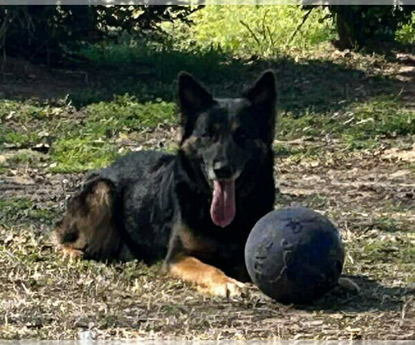 Medium Photo #4 German Shepherd Dog-Unknown Mix Puppy For Sale in Westmont, IL, USA