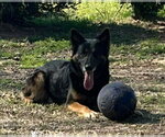 Small #3 German Shepherd Dog Mix