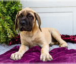 Puppy Hazel Mastiff