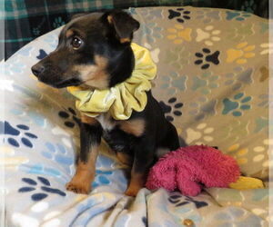 Jack Chi Dogs for adoption in Grovertown, IN, USA