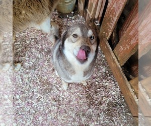 Mother of the Siberian Husky puppies born on 05/16/2025