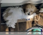 Small Photo #1 Maltipoo (Miniature) Puppy For Sale in VENETA, OR, USA