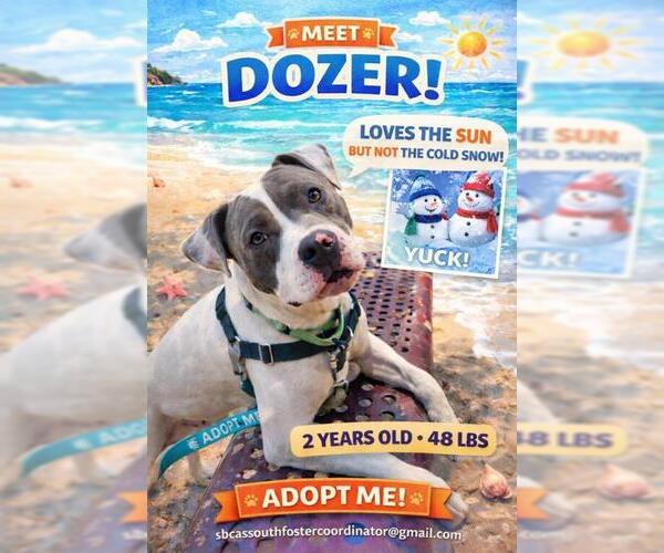 Medium Photo #2 Mutt Puppy For Sale in Santa Barbara, CA, USA