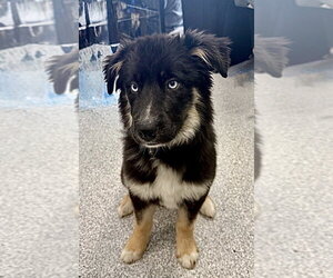 Aussie Siberian Dogs for adoption in Omaha, NE, USA