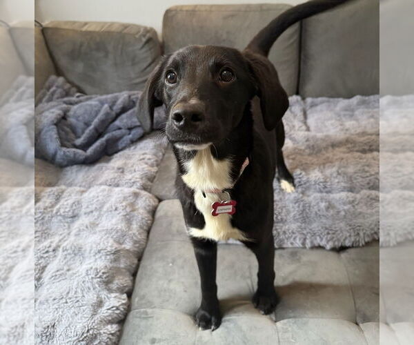 Medium Photo #11 Colonial Cocker Spaniel-Unknown Mix Puppy For Sale in Boston, MA, USA