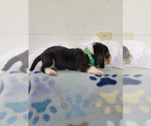 Basset Hound Dog for Adoption in SCIPIO, Indiana USA