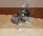 Small Photo #2 Australian Shepherd Puppy For Sale in DUVALL, WA, USA