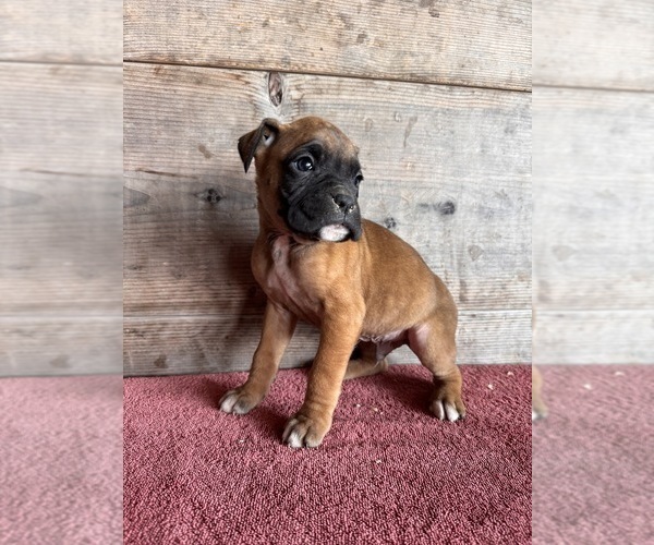 Medium Photo #10 Boxer Puppy For Sale in VERMONTVILLE, MI, USA